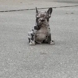 Male Isabella Merle Puppy