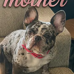 Female Isabella Merle Puppy