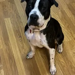 Boxer Pitbull Mix