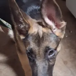 German shepherd puppy