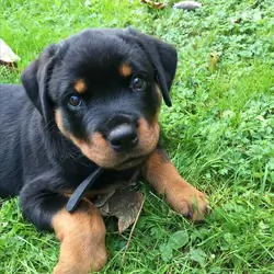 Rottweiler