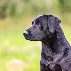 Stunning labrador puppies Labrador Retriever