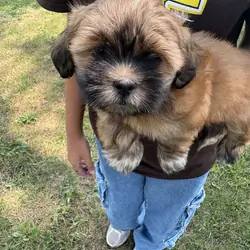 Lhasa Apso puppies