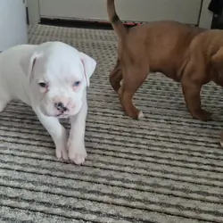Beautiful and Healthy Boxer