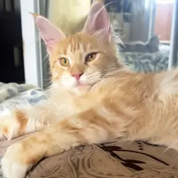 Beautiful Maine Coon Girl