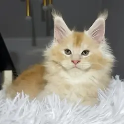 Male Maine Coon Kitten