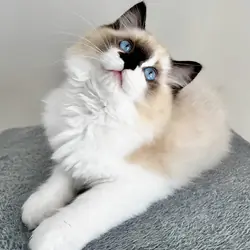 Ragdoll boy kitten