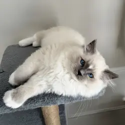 Ragdoll girl Kitten