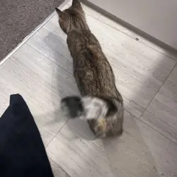 Lilac a tabby cat