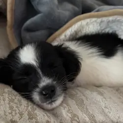 Maltese-Shih Tzu puppy