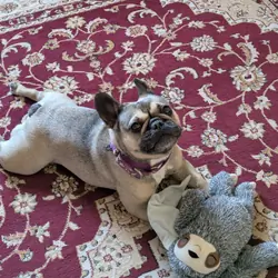 5 year old female French Bull dog.