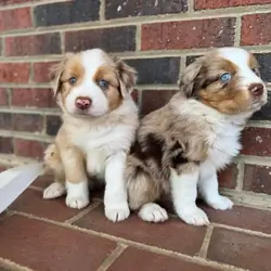 Cuddly Home Raise Aussies