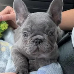 French bulldogs puppies