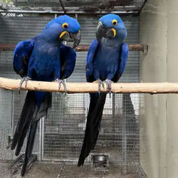 Pair Hyacinth Macaws