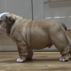 Cute English bulldog puppies are ready for new hom