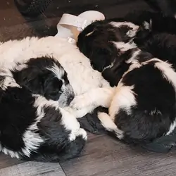 Kookierhandjie w/Goldendoodle breed there new born