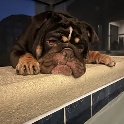English bulldog