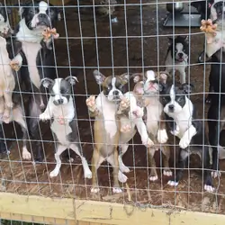 Boston terrier