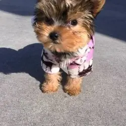 11 weeks old Cute Female and Male Yorkie