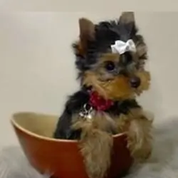 Well Trained Yorkie Puppies