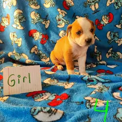Pit mix puppies