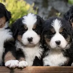 8 week old Bernese mountain dog puppies