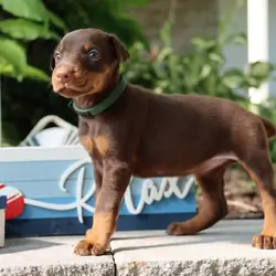 Doberman puppies for sale