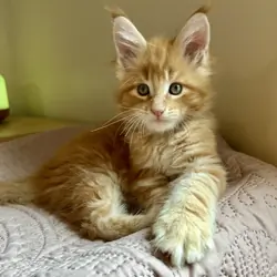 Euro Maine Coon kittens, ready now!
