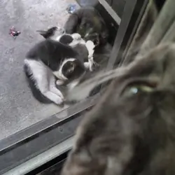4 kittens