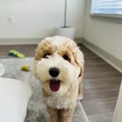 Beautiful Australian Labradoodle