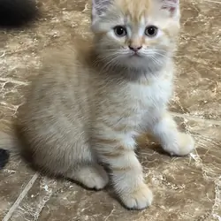 Scottish fold , scottish straight kittens