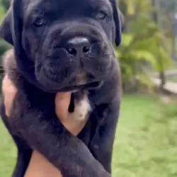 🐾 CANE CORSO / MASTINO ITALIANO PUPPIES AVAILABLE