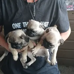 Pugs