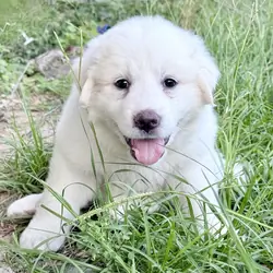 Great Pyrenees Puppies