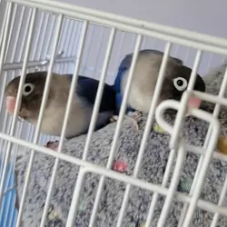 Lovebirds