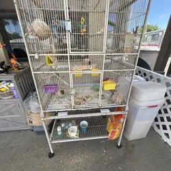 Zebra Finches