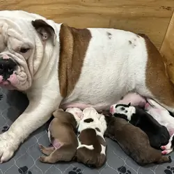 English Bulldog puppies