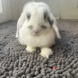 Rehoming Holland Lop Bunnies