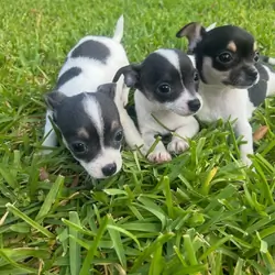 Chihuahua Puppies