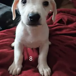 6 Dachshund babies Left!!