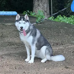 Female Husky