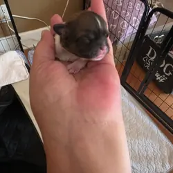 Puppies