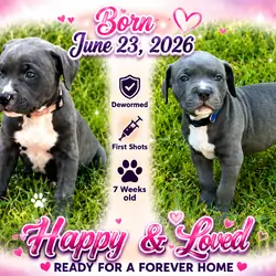 Pitbull Puppies