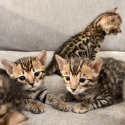 Bengal Kittens