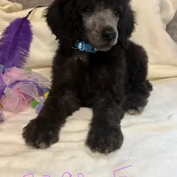 Standard poodle puppies