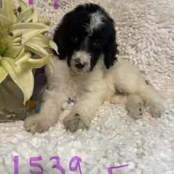 Poodle puppies