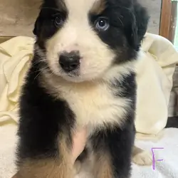 Australian mountain dog pups