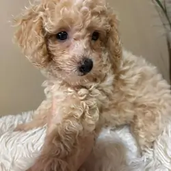 Morkipoo baby