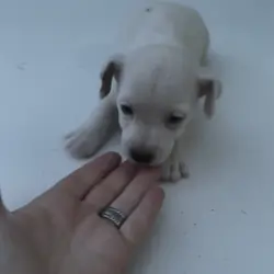 Jack Russell Puppies