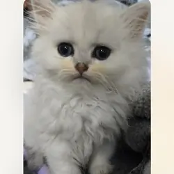 Silver chinchilla Persian  kitten male